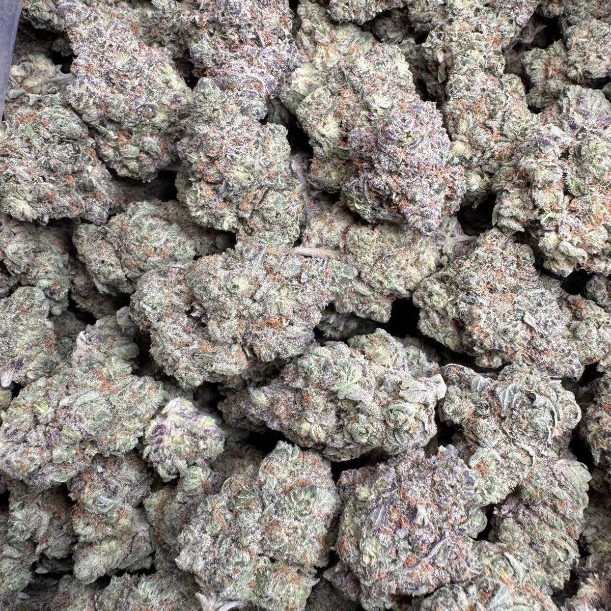 Punch Berry THCA Flower – Indoor Top Shelf Sativa | CaliGreenGold - CaliGreenGold