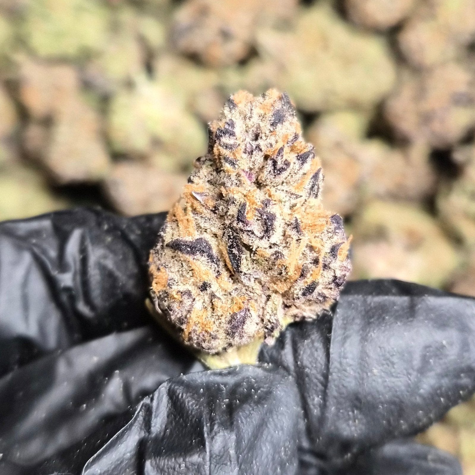 Purple Crack THCA Flower – Indoor Top Shelf Sativa | CaliGreenGold - CaliGreenGold