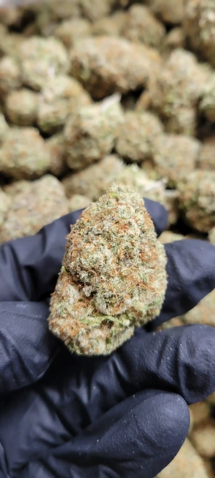 Purple Punch High THCA Flower Indica - CaliGreenGold