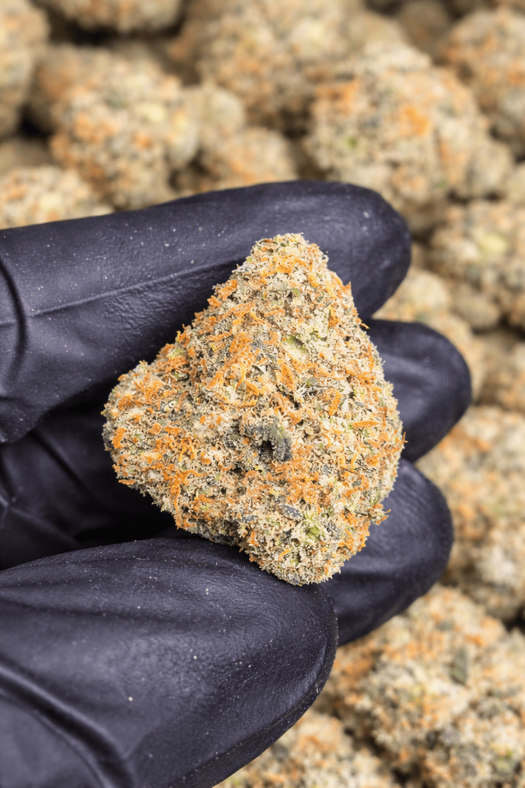 Rainbow Gas High THCA Flower Hybrid - CaliGreenGold