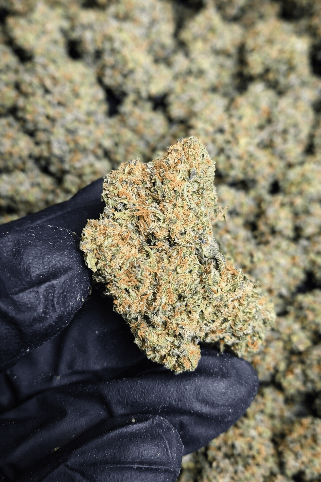 Rainbow Runtz High THCA Flower Hybrid - CaliGreenGold