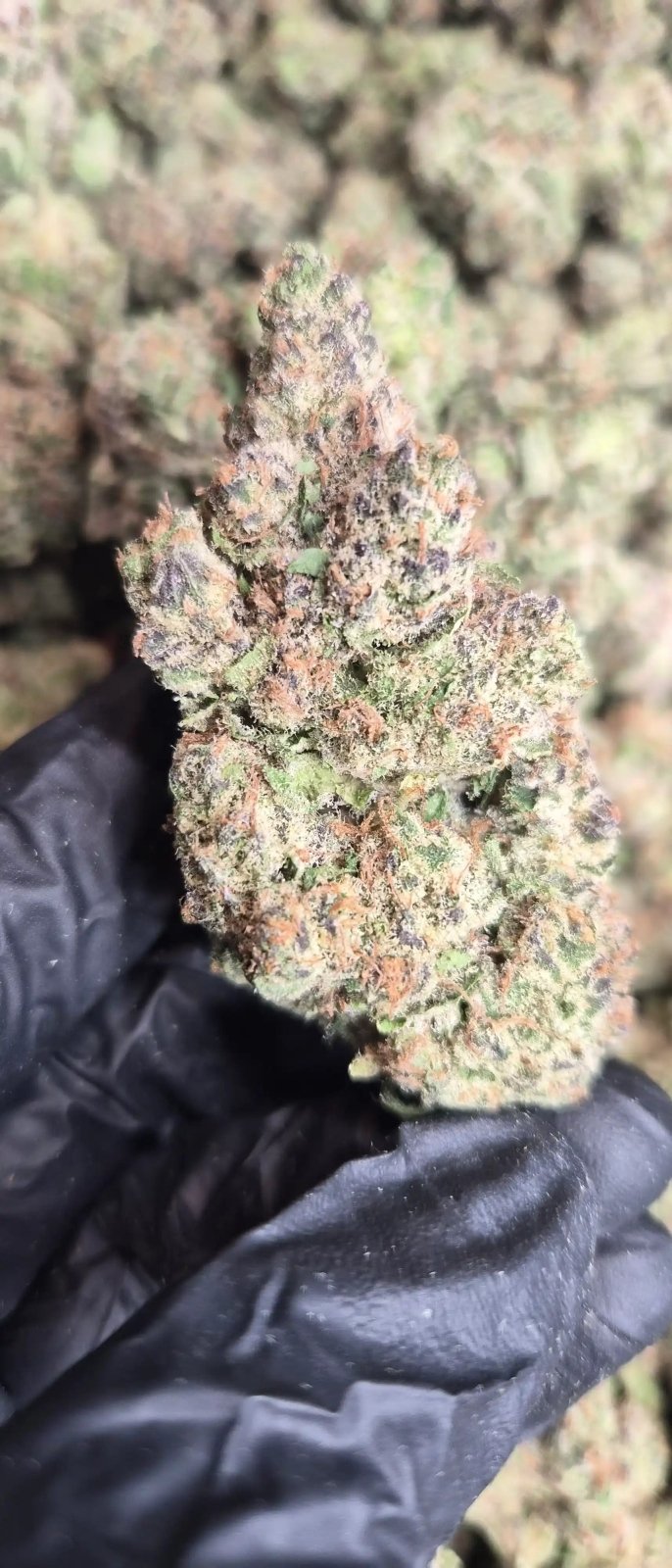 Rainbow Zangria Exotic Indoor THCA Flower Sativa - CaliGreenGold