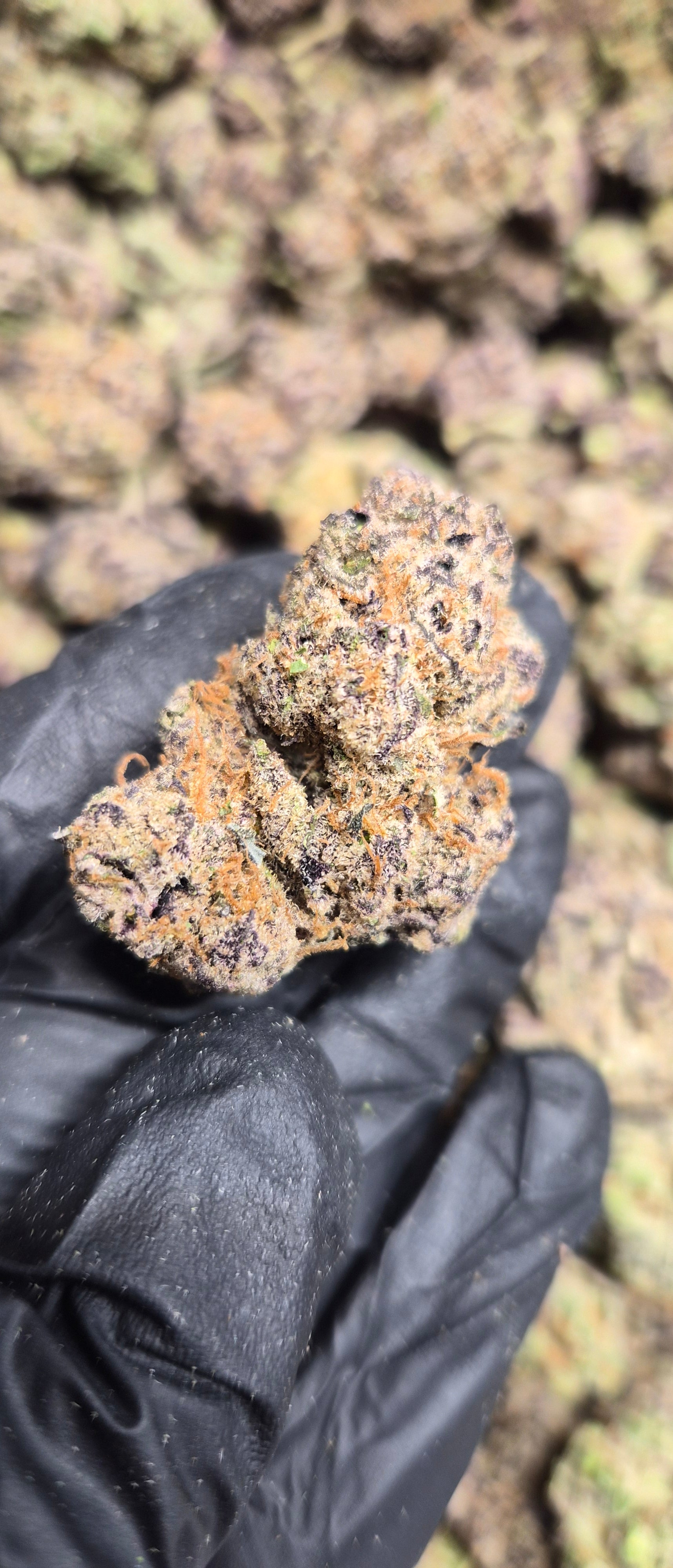 Blueberry Pancakes High THCA Flower Indica, INDICA, CaliGreenGold