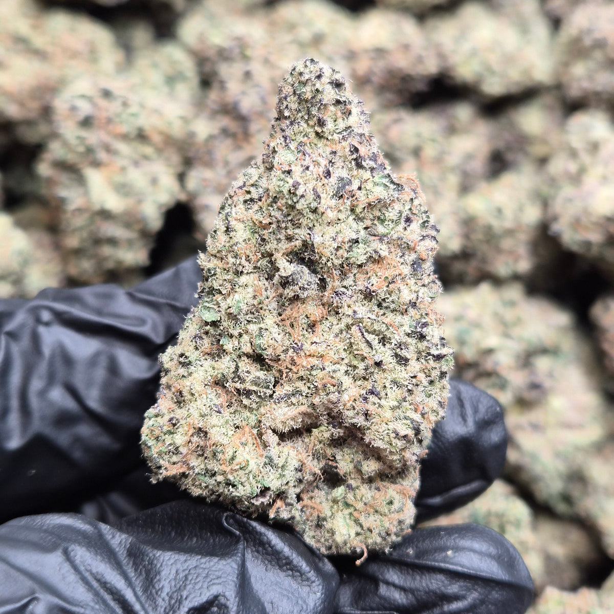 Blueberry Caviar THCA Flower – Indoor Exotic Sativa | CaliGreenGold
