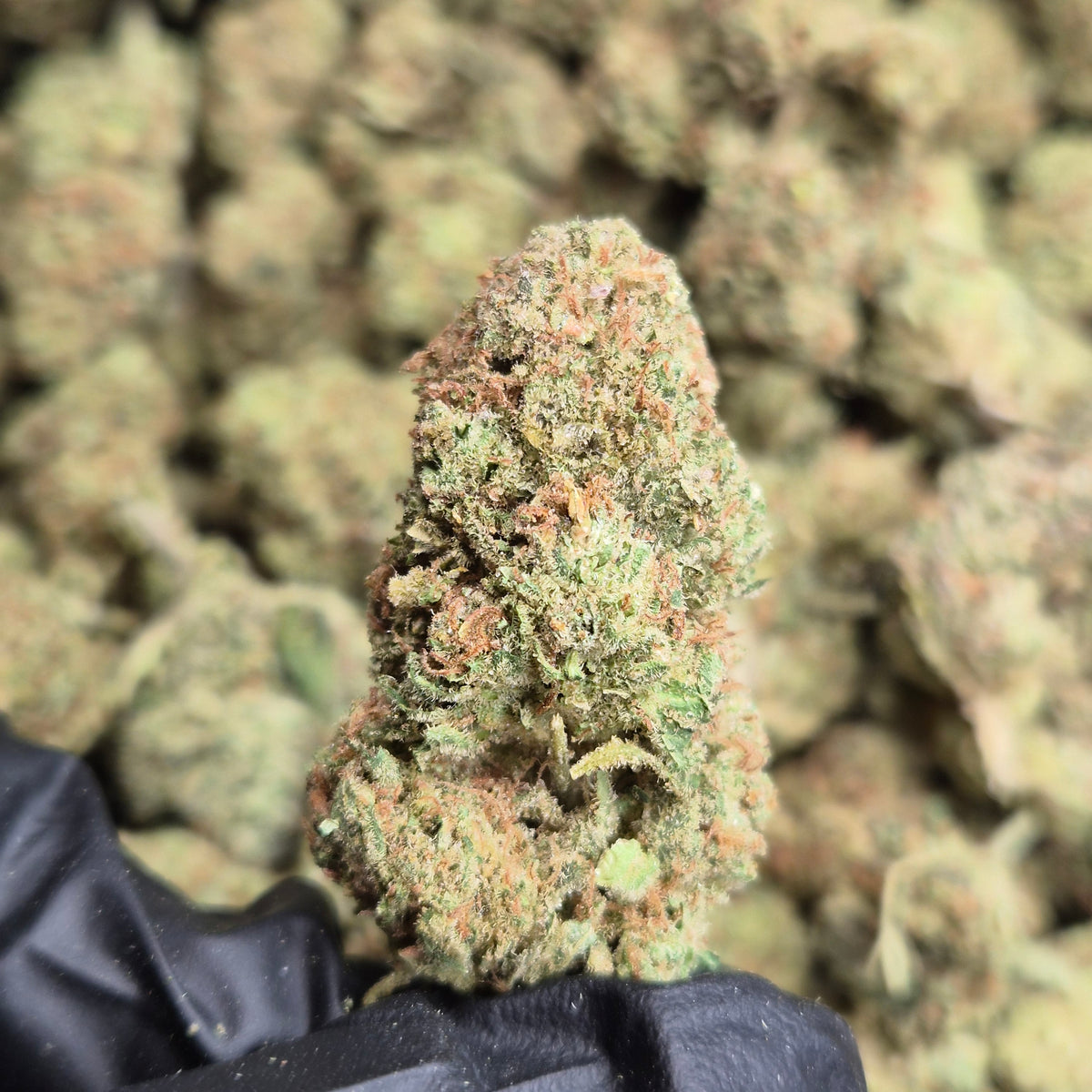 Formula One THCA Flower – Indoor Top Shelf Hybrid | CaliGreenGold