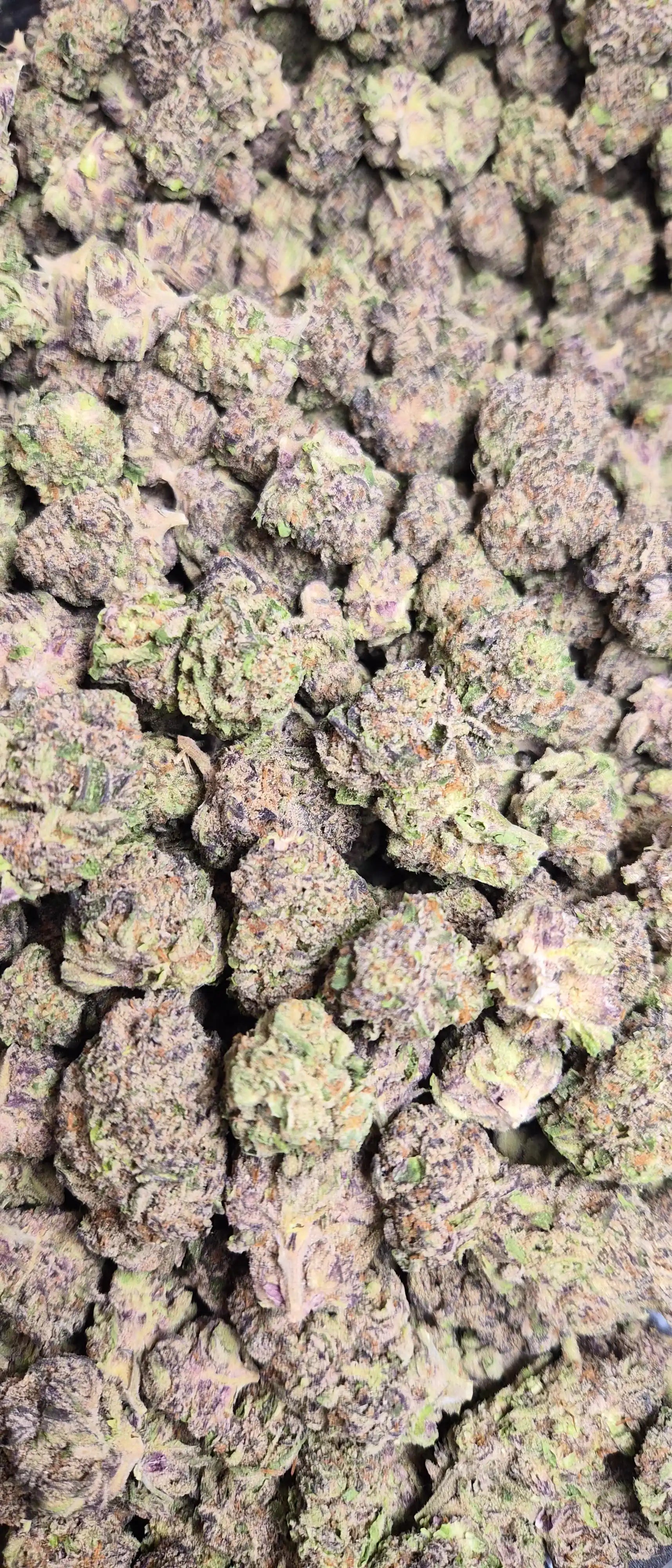 Purple Cookies High THCA Flower Hybrid, HYBRID, CaliGreenGold