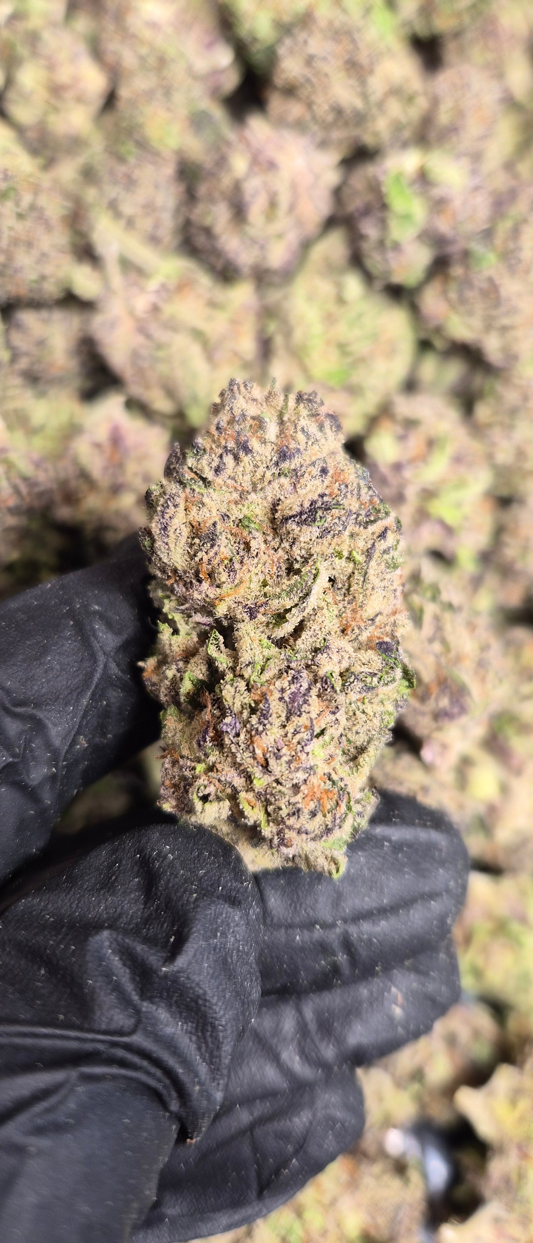 Purple Cookies High THCA Flower Hybrid, HYBRID, CaliGreenGold