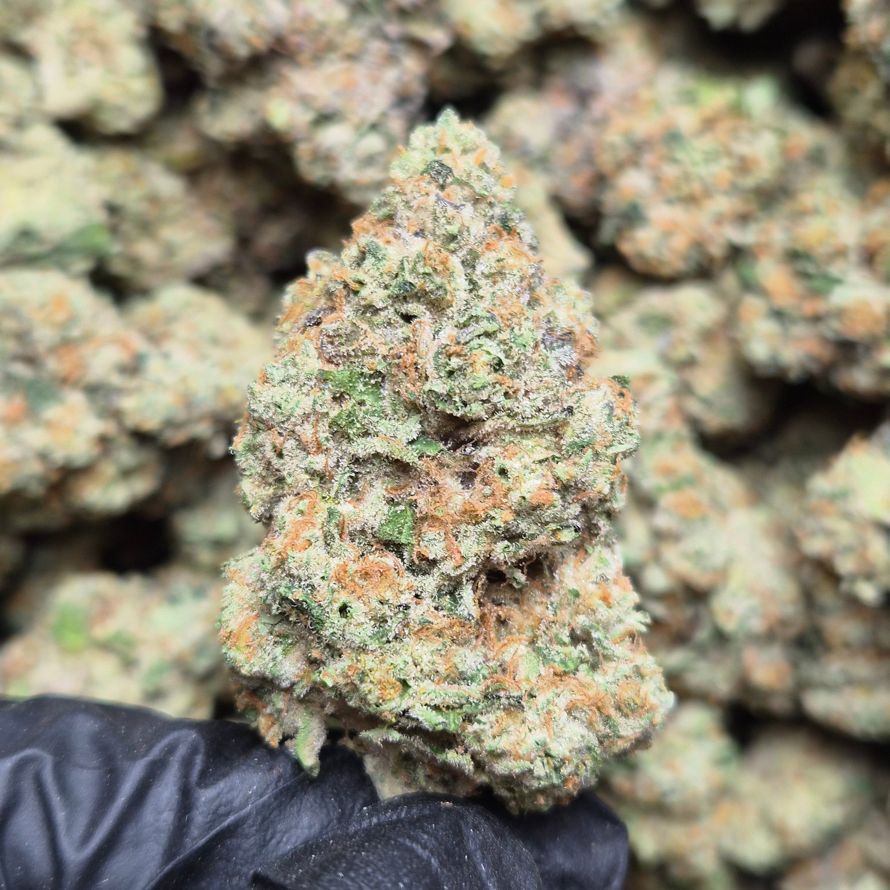 E85 THCA Flower - Indoor Top Shelf Hybrid | CaliGreenGold