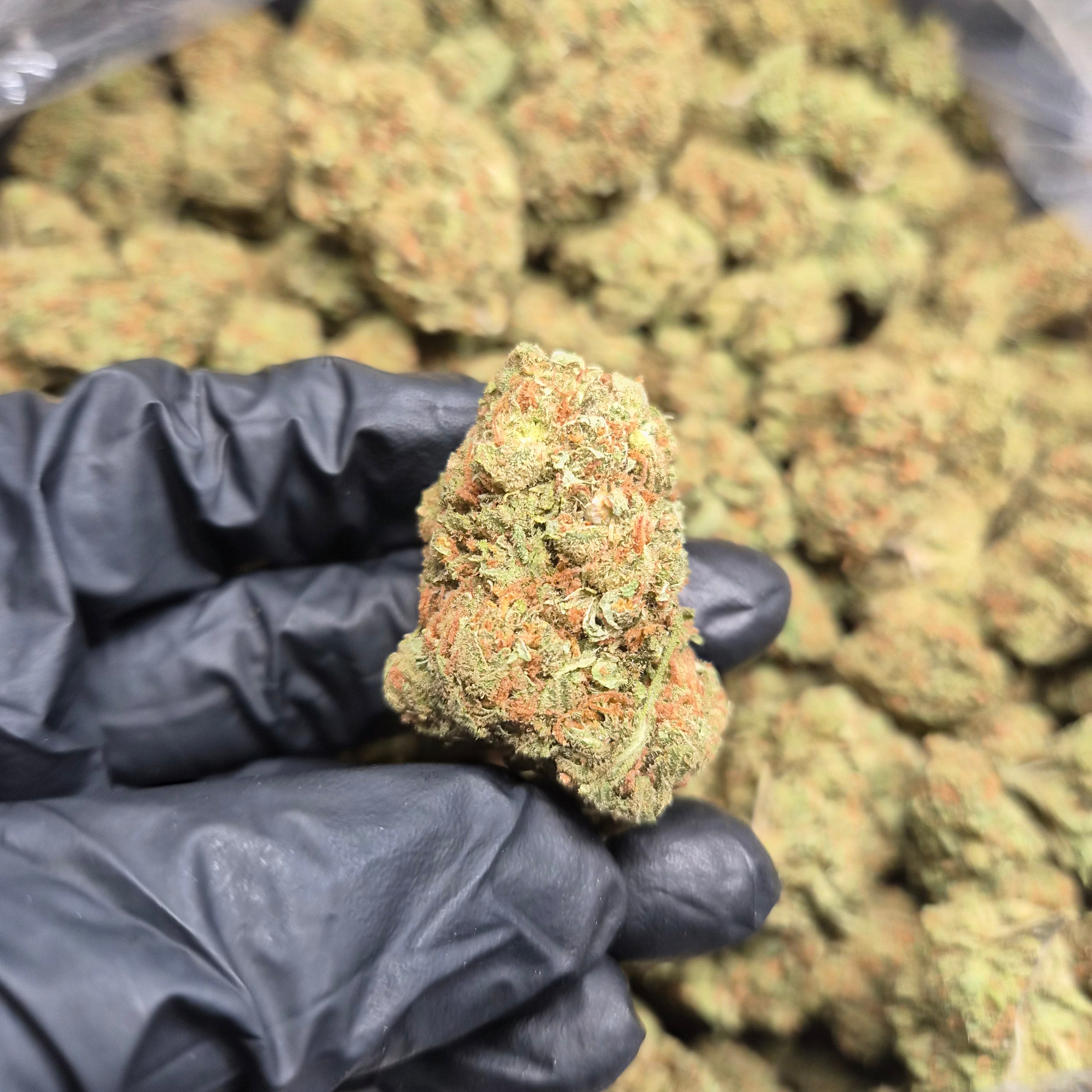 Super Jack THCA Flower – Indoor Exotic Sativa | CaliGreenGold