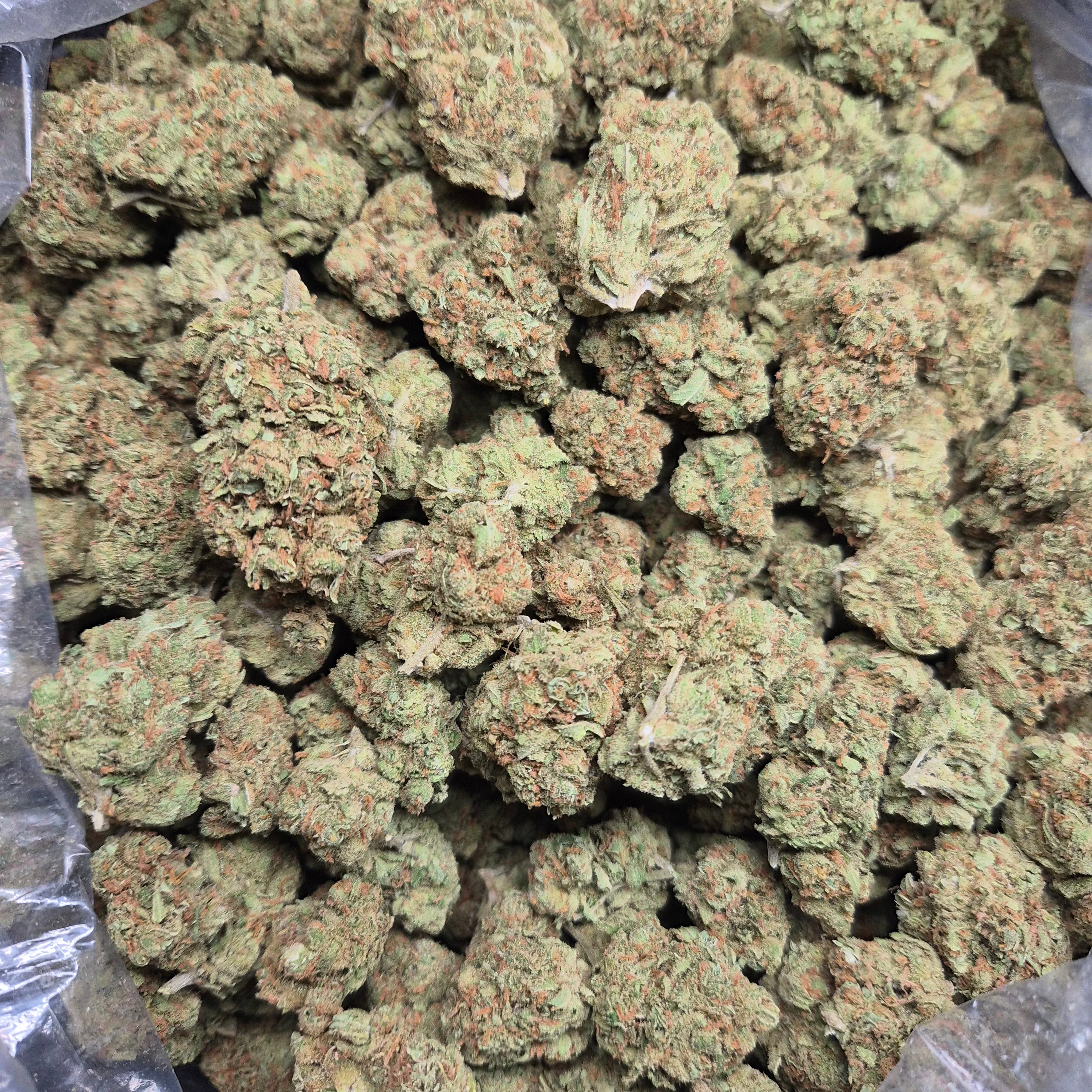 Super Jack THCA Flower – Indoor Exotic Sativa | CaliGreenGold
