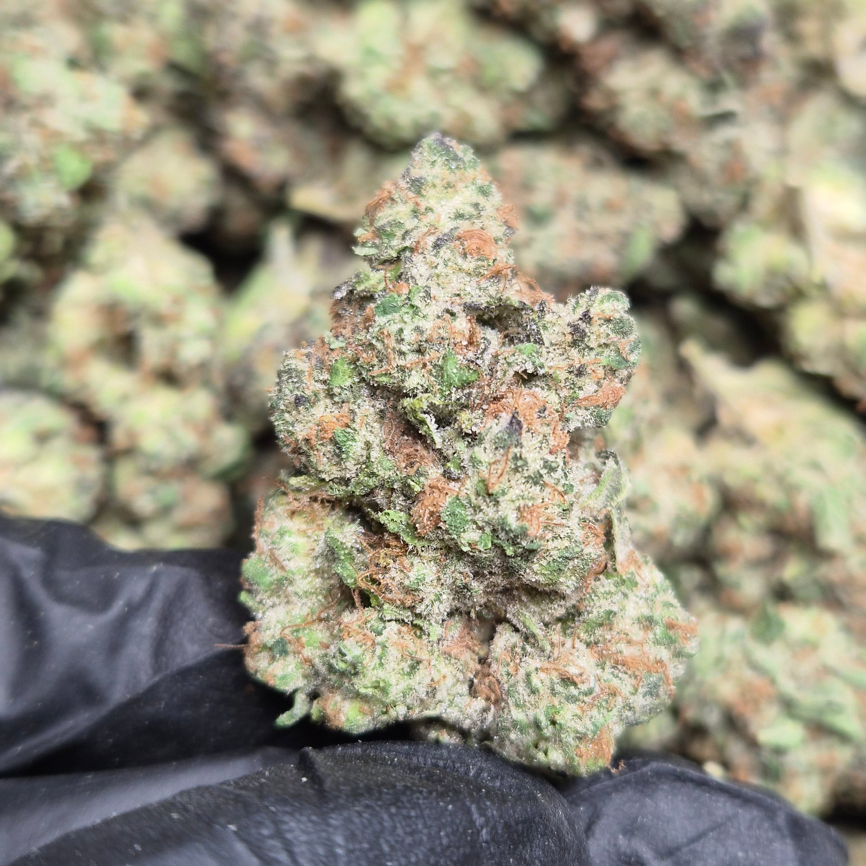 Sour Warheads THCA Flower – Indoor Top Shelf Sativa | CaliGreenGold