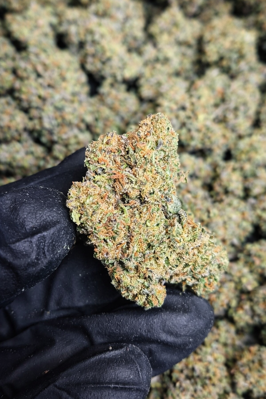 Rainbow Runtz High THCA Flower Hybrid, HYBRID, CaliGreenGold