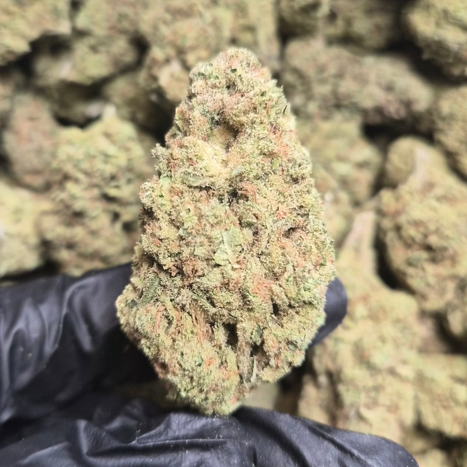 Sour Guava THCA Flower – Indoor Top Shelf Hybrid | CaliGreenGold - CaliGreenGold