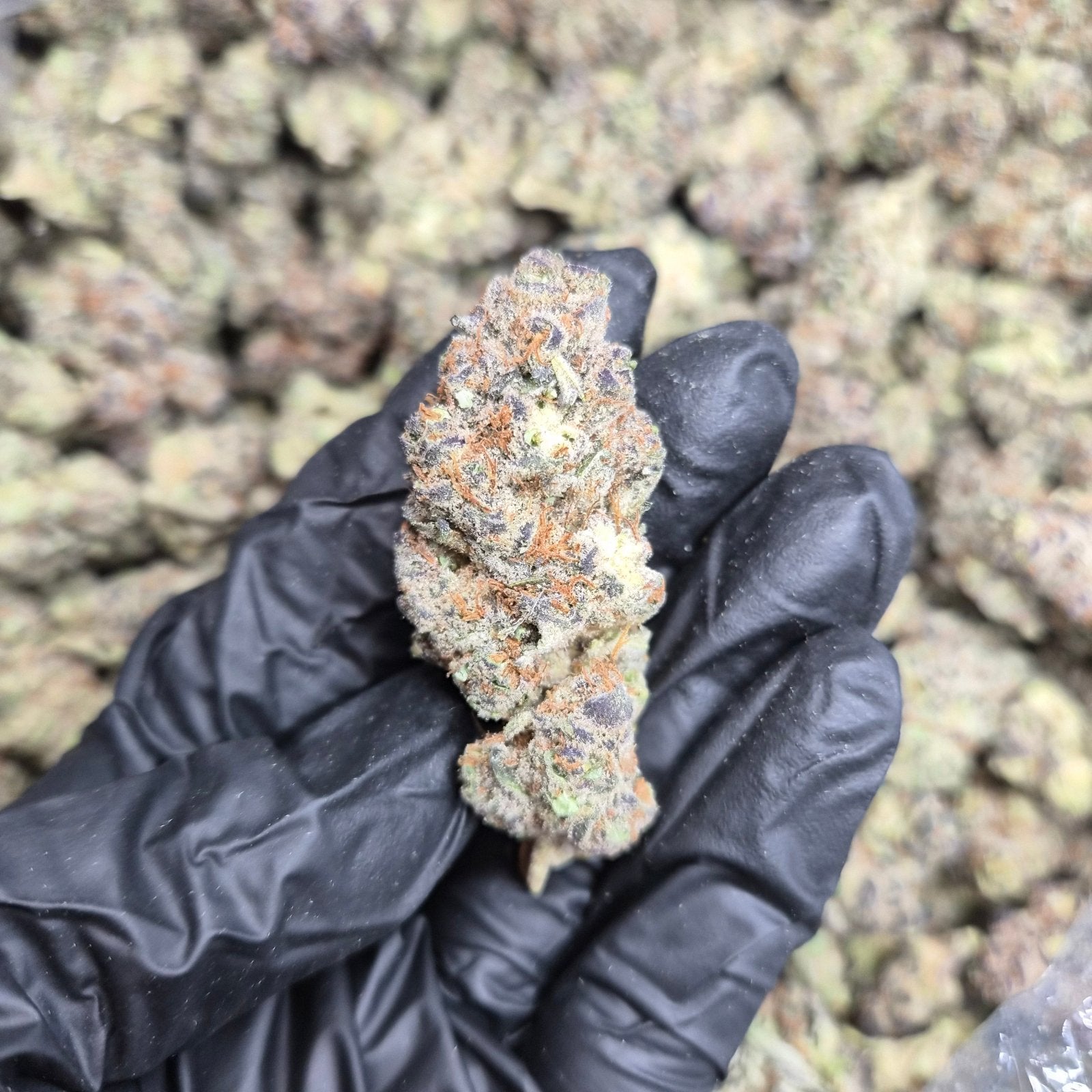 Strawberry Cough THCA Flower – Indoor Exotic Sativa | CaliGreenGold - CaliGreenGold