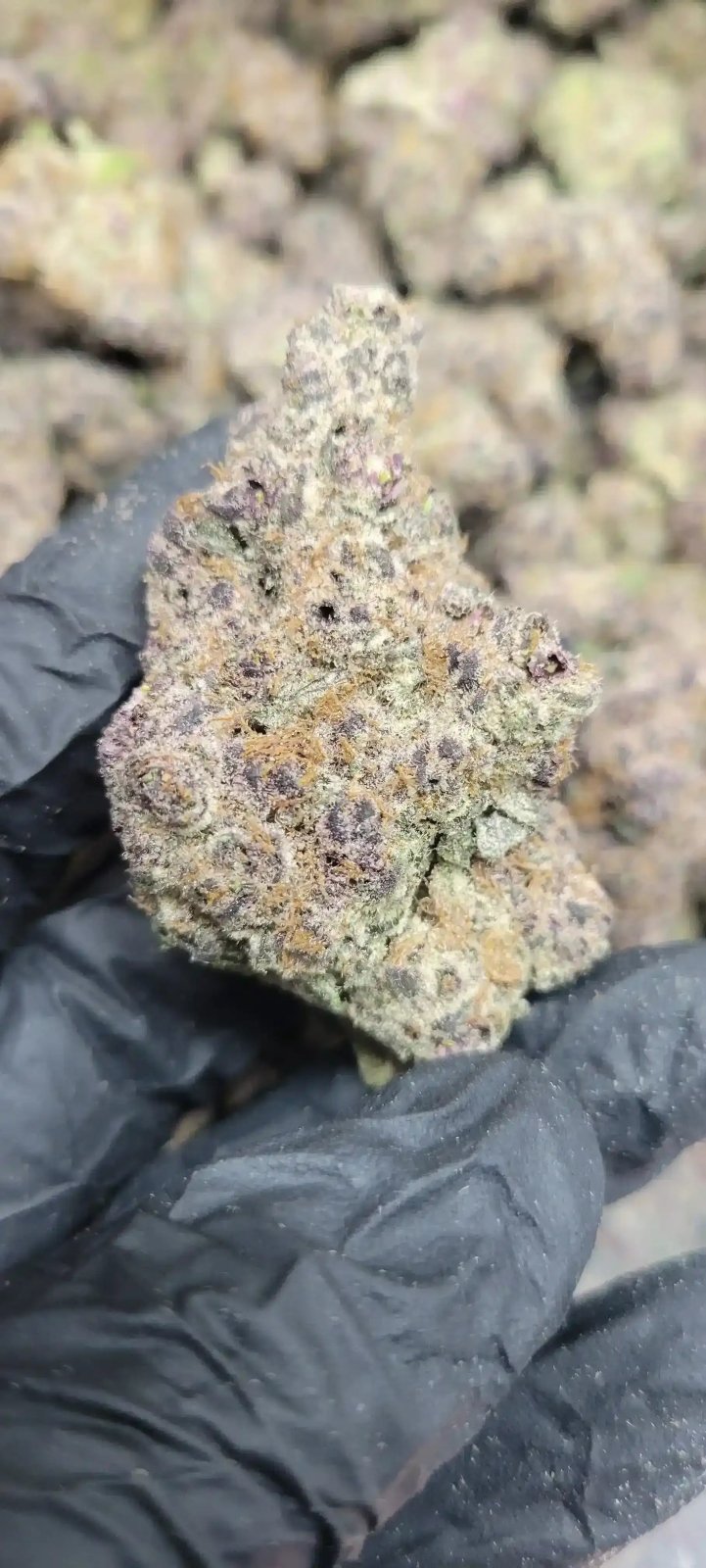 Super Runtz Exotic Indoor THCA Flower Hybrid - CaliGreenGold