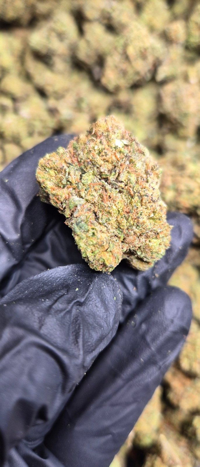 Super Runtz High THCA Flower Hybrid - CaliGreenGold