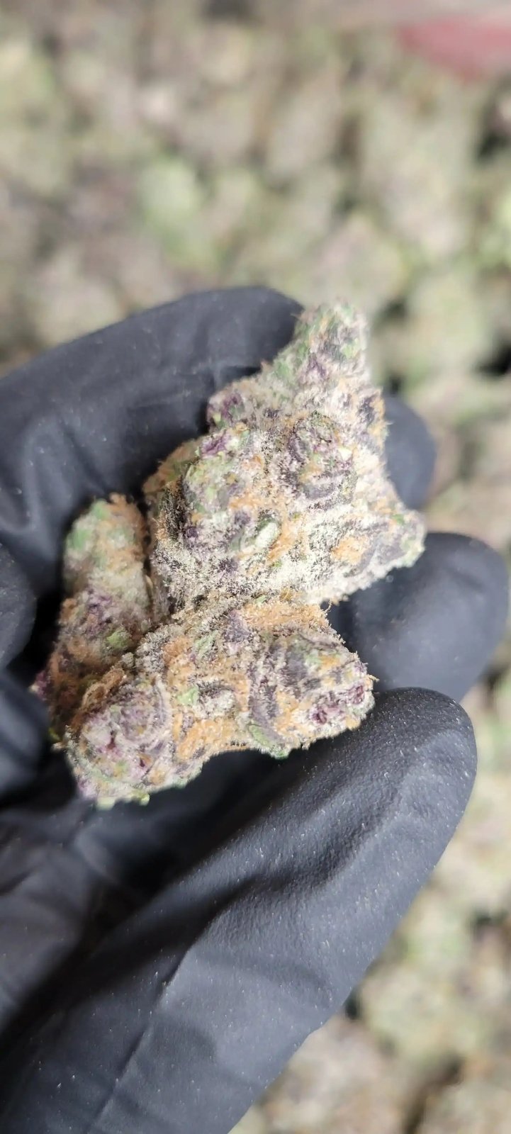 Superboof Exotic Indoor THCA Flower Sativa - CaliGreenGold