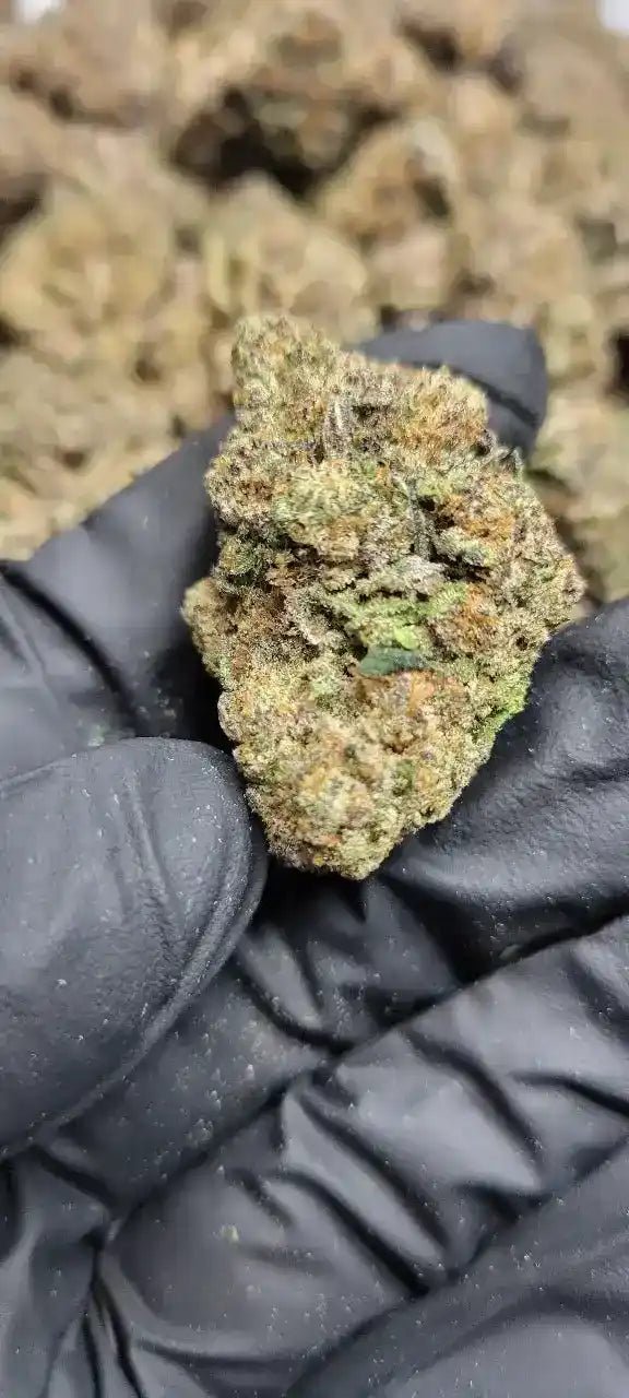 Z Runtz Exotic Indoor THCA Flower Hybrid - CaliGreenGold