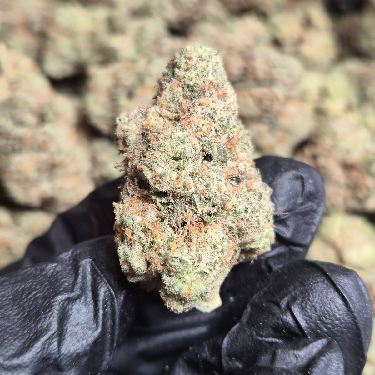 ZOAP Exotic THCA Flower Hybrid - CaliGreenGold
