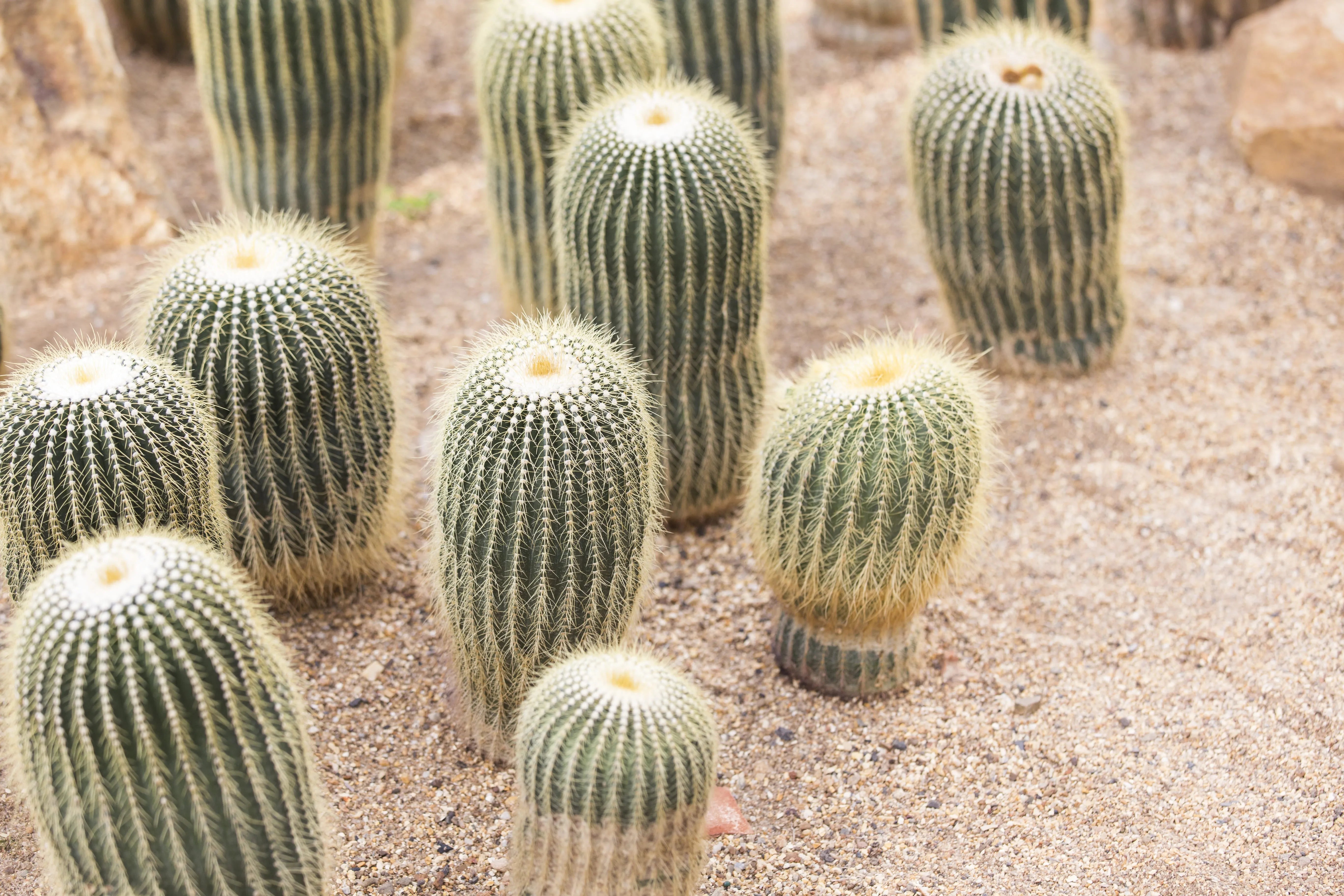 THCA Diamonds in the Desert: Arizona's Search for Very Strong Marijuana - CaliGreenGold