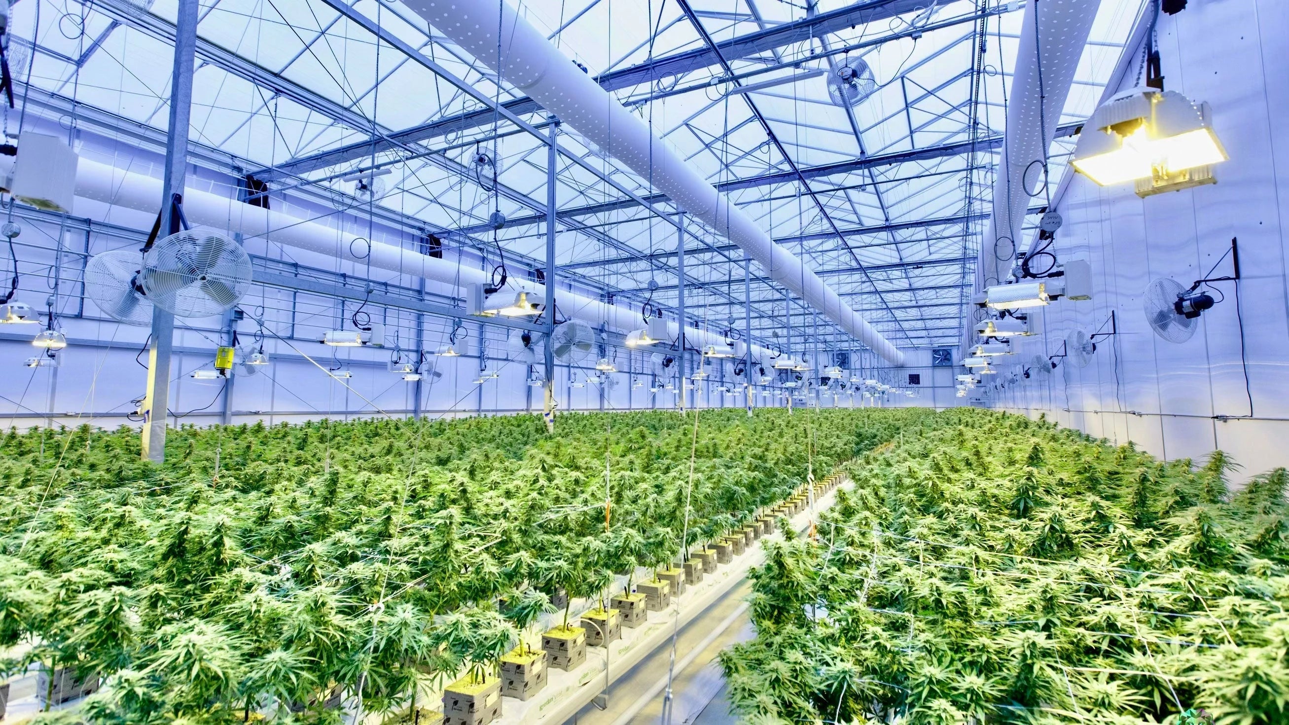 New Strains - CaliGreenGold