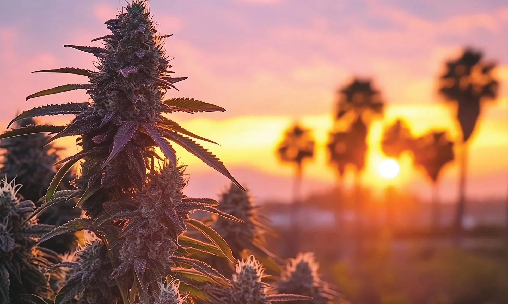 QP's to Pounds - CaliGreenGold