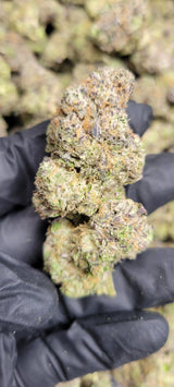 Hash Burger Exotic Indoor THCA Flower Hybrid