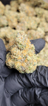 Blue Lobster Exotic Indoor THCA Flower Indica