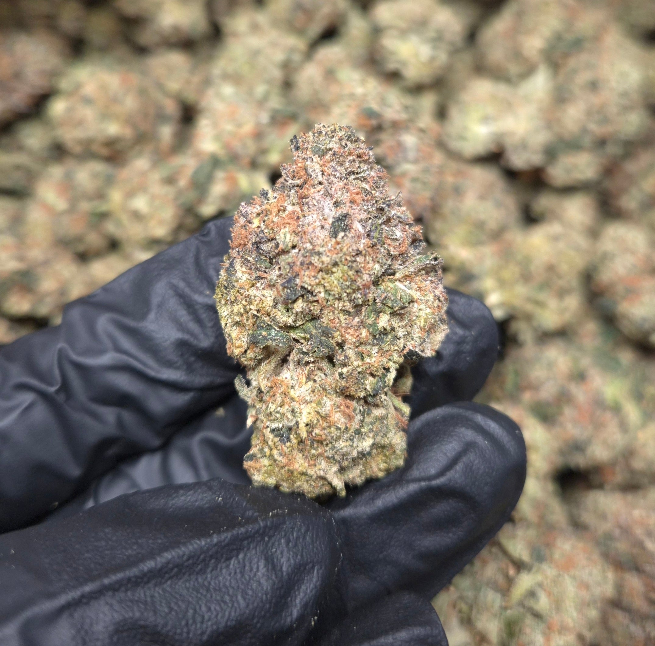 Gumbo THCA Flower – Indoor Top Shelf Indica | CaliGreenGold