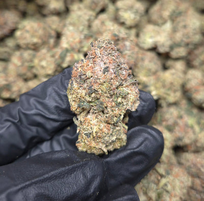 Gumbo THCA Flower – Indoor Top Shelf Indica | CaliGreenGold