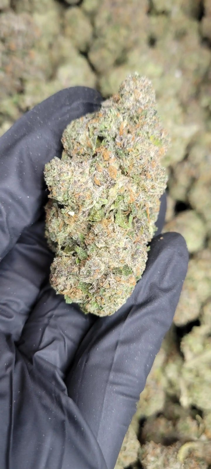 Astro Candy Exotic Indoor THCA Flower Hybrid - CaliGreenGold