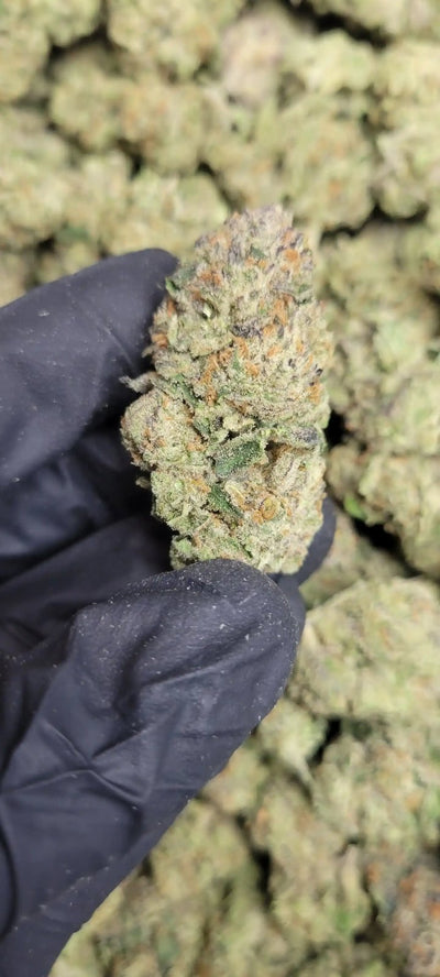 Bangkok Purple High THCA Flower Sativa - CaliGreenGold