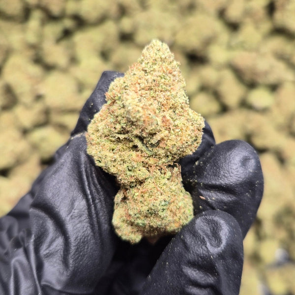 BANJO High THCA Flower Sativa - CaliGreenGold