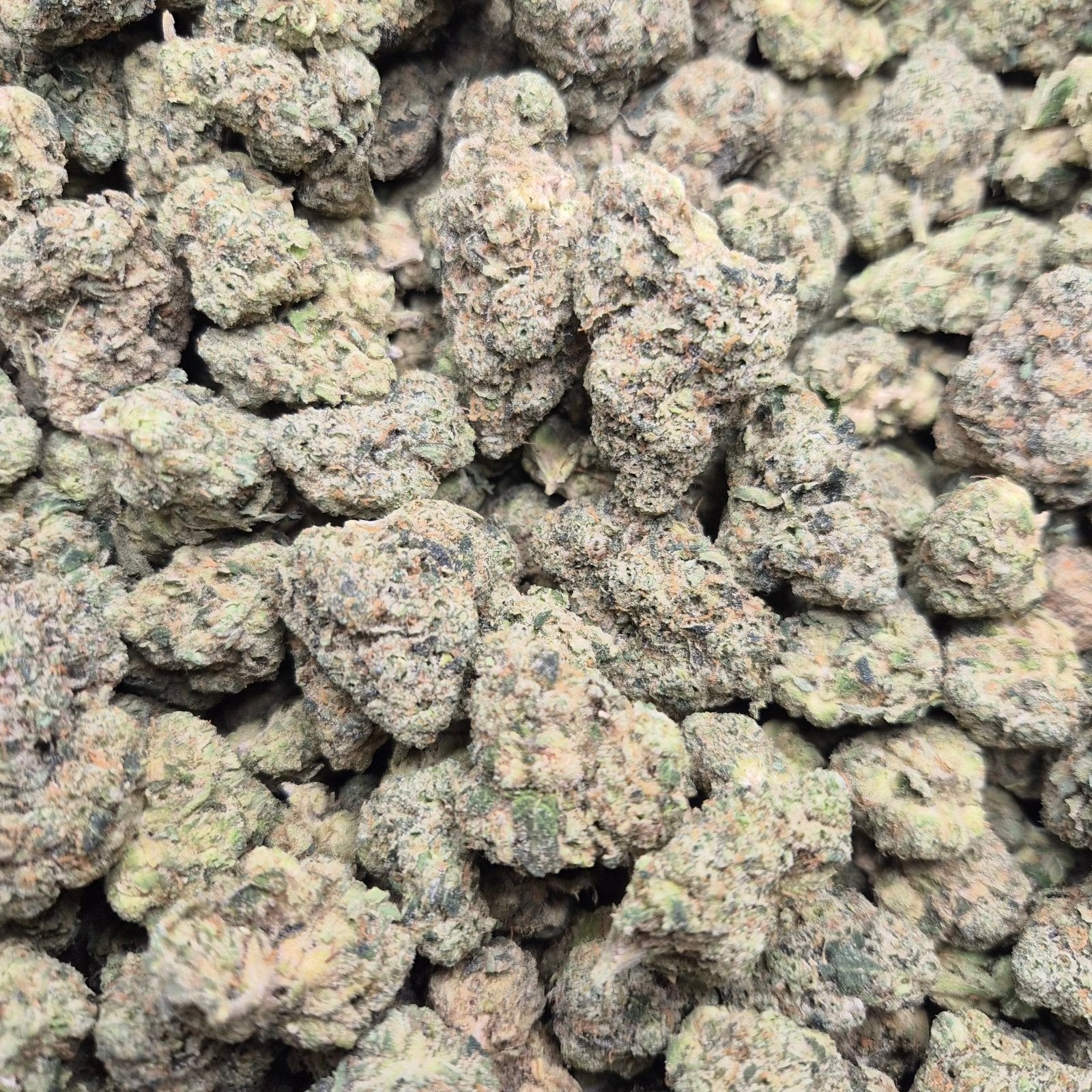 Biscotti High THCA Flower Hybrid - CaliGreenGold