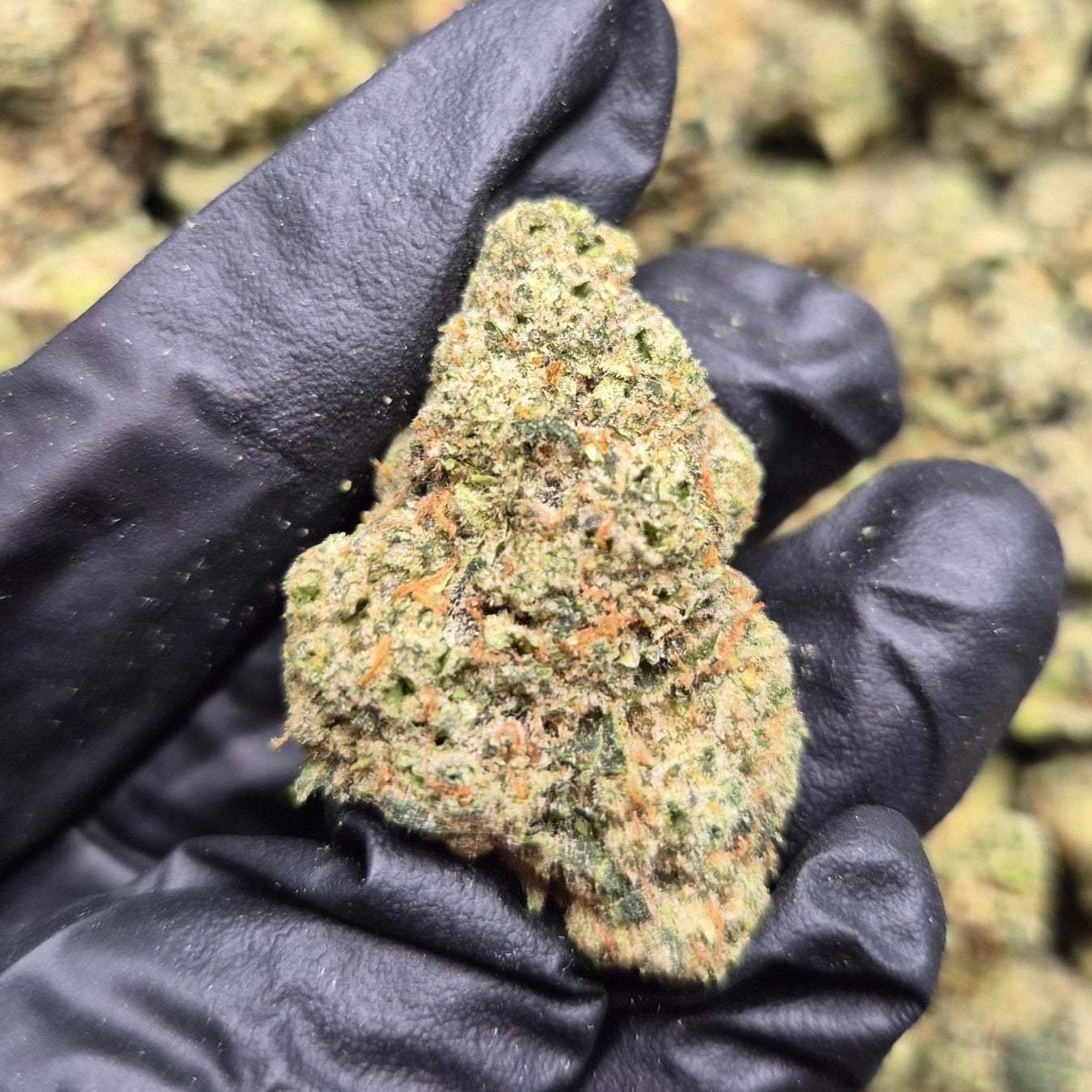 Biscotti High THCA Flower Hybrid - CaliGreenGold