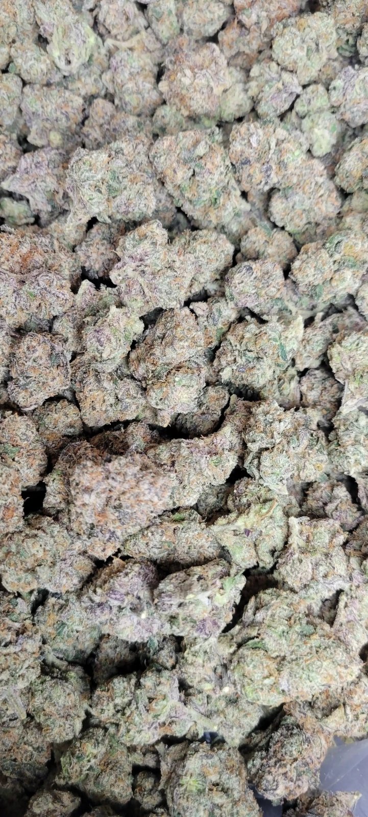 Black Cherry Gelato Exotic Indoor THCA Flower Indica - CaliGreenGold