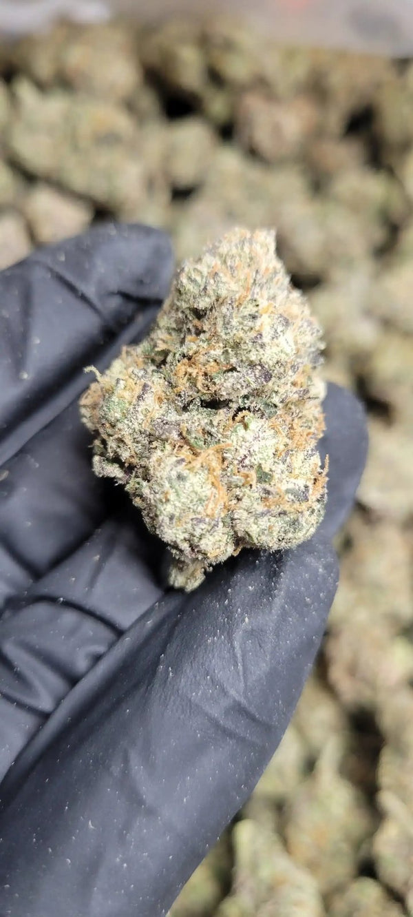 Black Cherry Gelato Exotic Indoor THCA Flower Indica - CaliGreenGold