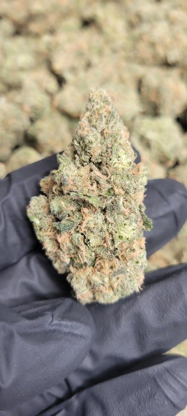 Blue Dream Exotic Indoor THCA Flower Sativa - CaliGreenGold