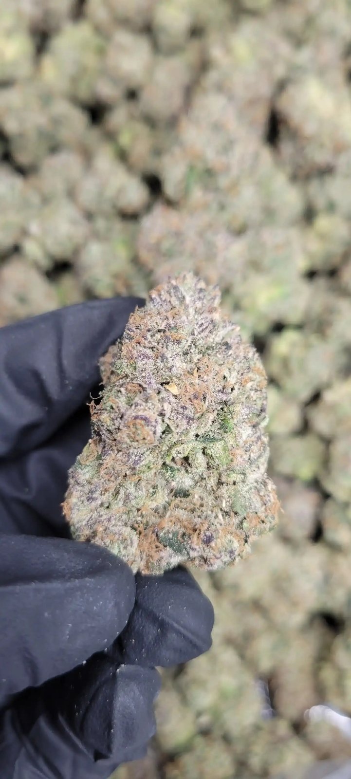 Blue Razz Exotic Indoor THCA Flower Indica - CaliGreenGold