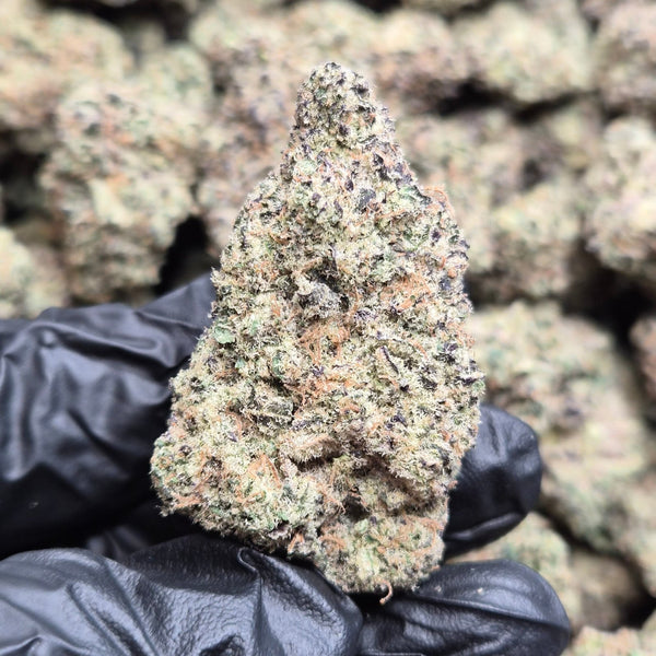 Blueberry Caviar THCA Flower – Indoor Exotic Sativa | CaliGreenGold - CaliGreenGold