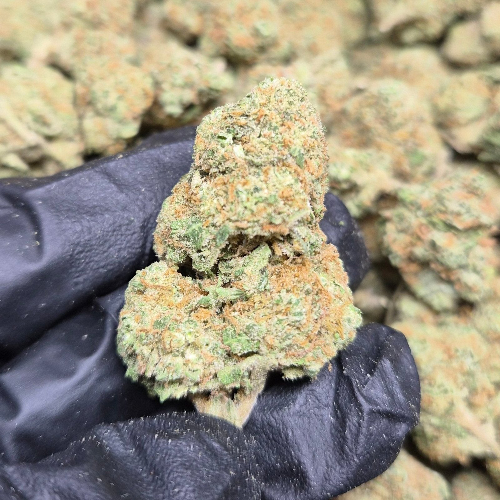 Blueberry Lemonade THCA Flower – Indoor Indica | CaliGreenGold - CaliGreenGold