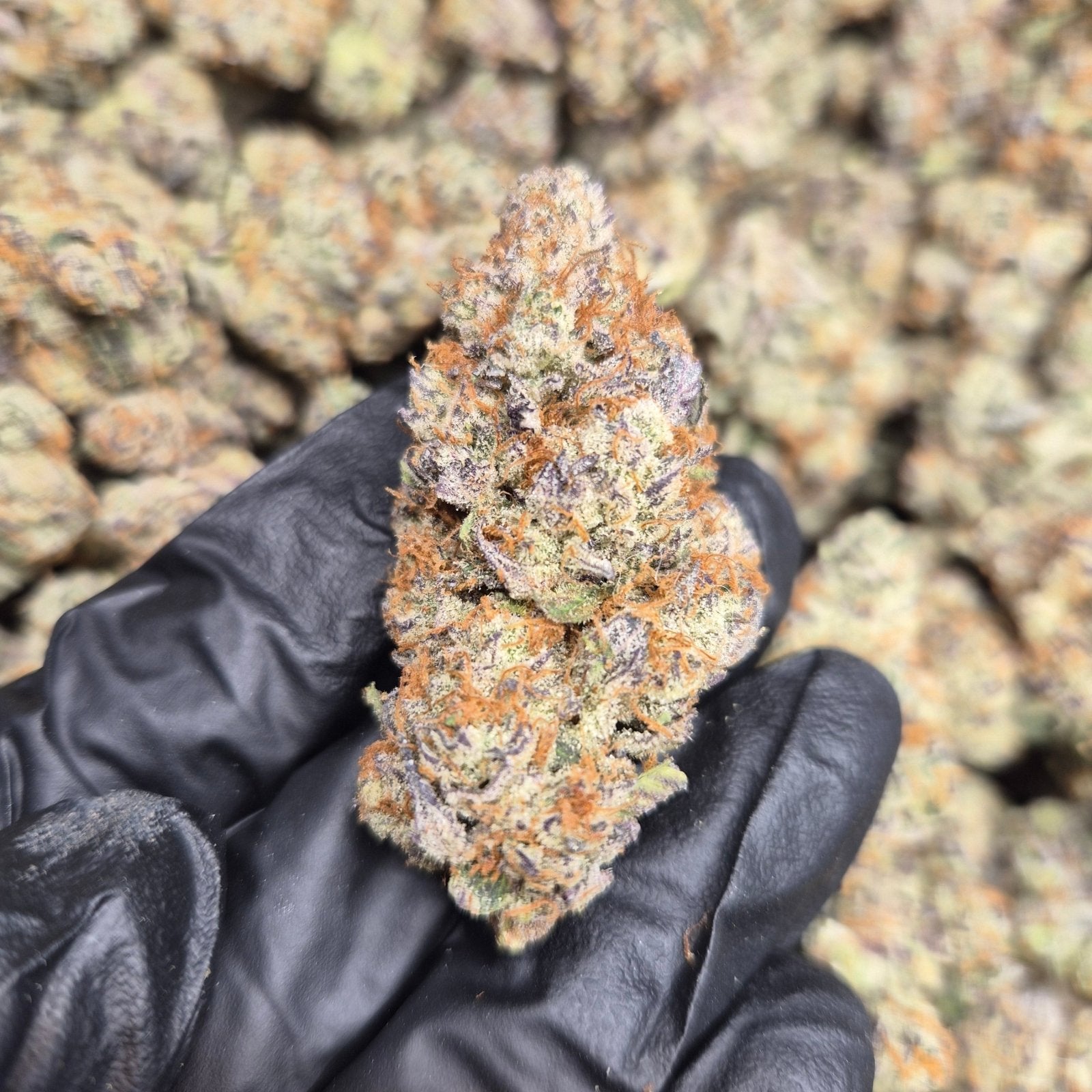 Blueberry Pie Exotic Indoor THCA Flower Hybrid - CaliGreenGold