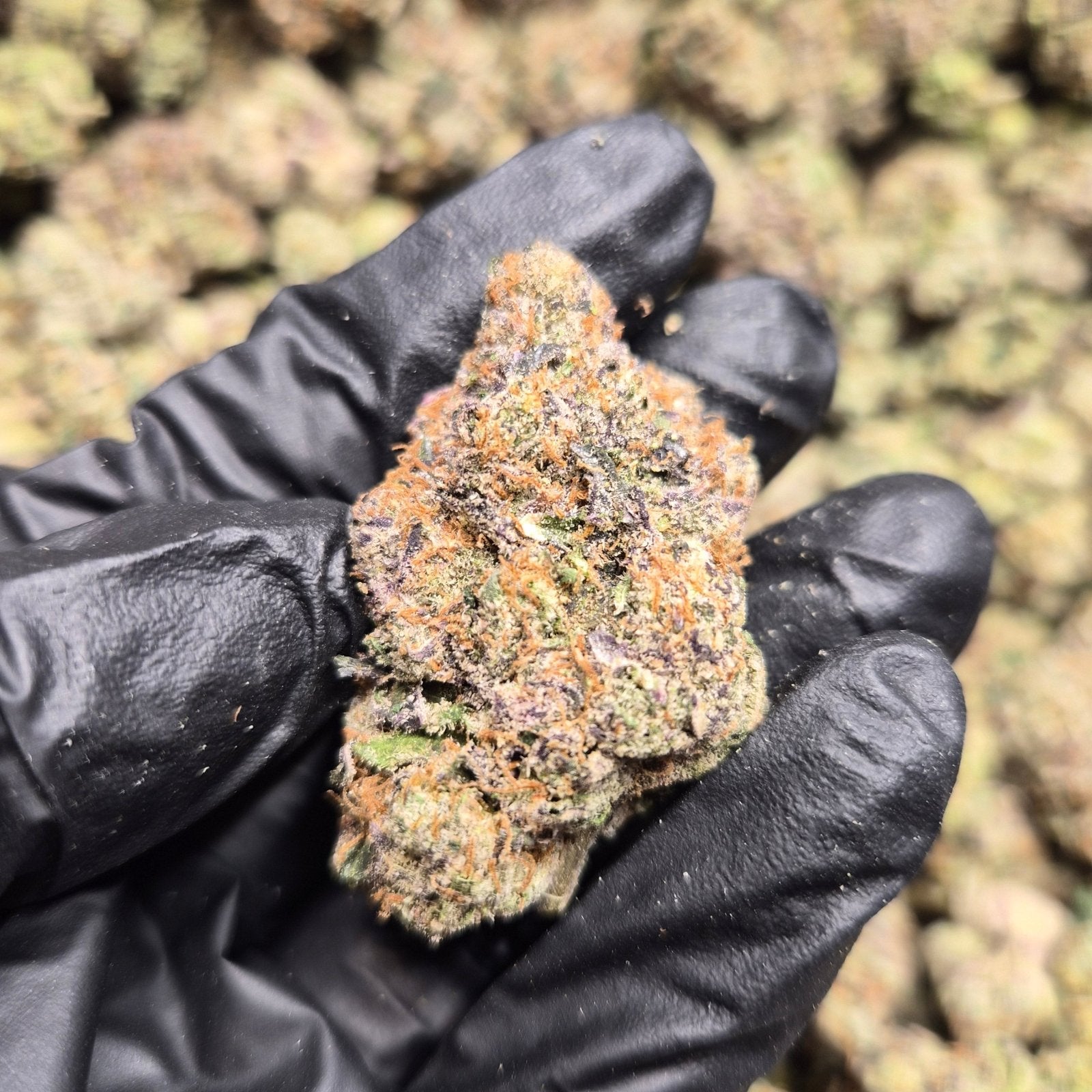 Bubblegum Runtz Exotic Indoor THCA Flower Hybrid - CaliGreenGold