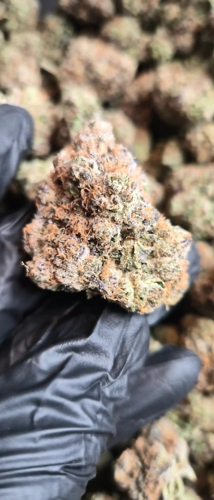 Bubblegum Runtz High THCA Flower Hybrid - CaliGreenGold