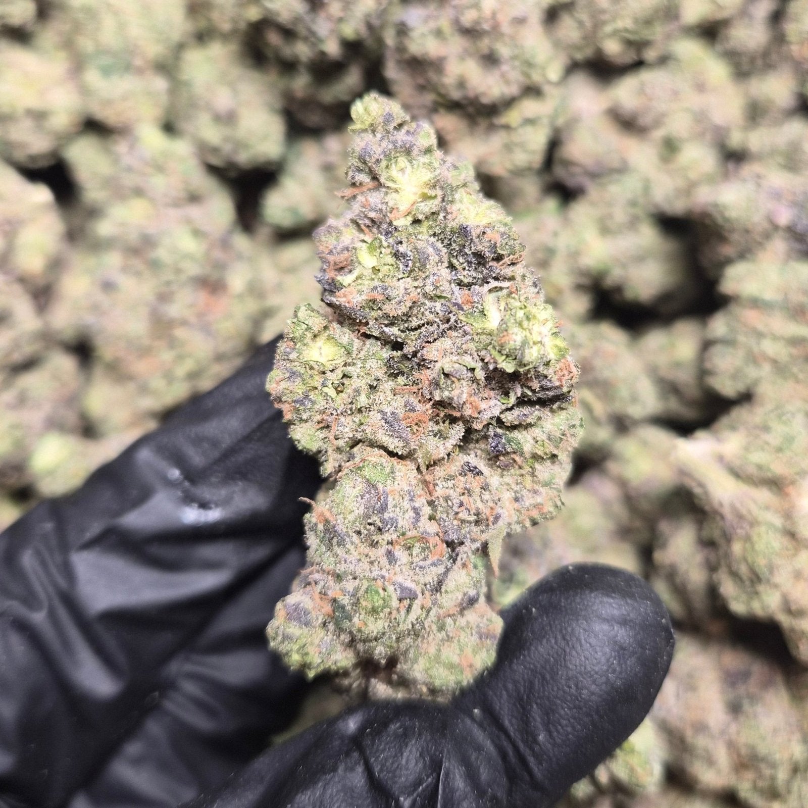 Bubblegum Runtz High THCA Flower Hybrid - CaliGreenGold