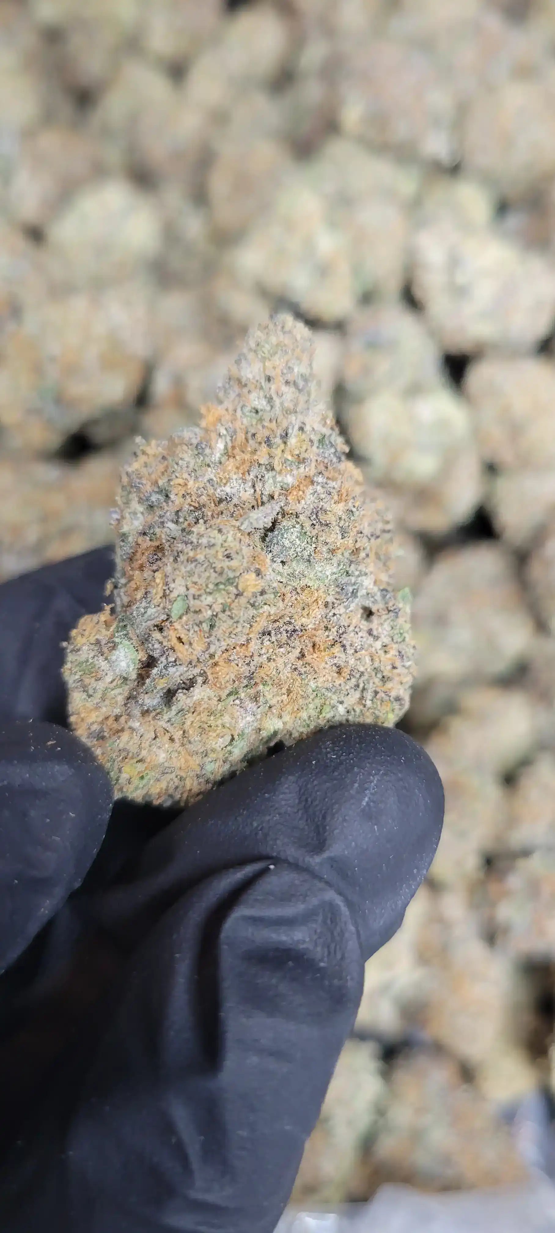 Applescotti Exotic Indoor THCA Flower Hybrid, HYBRID, CaliGreenGold