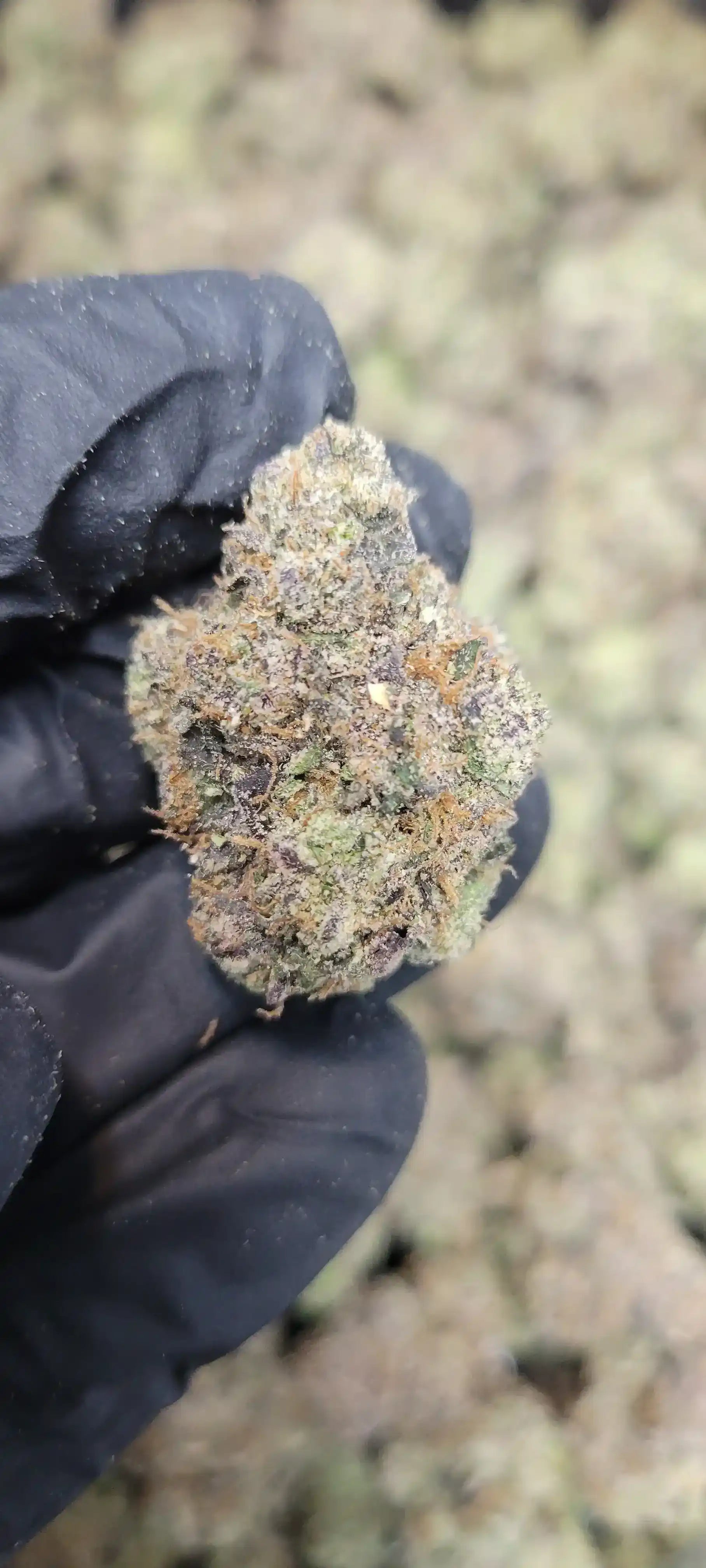 Bubblegum Runtz Exotic Indoor THCA Flower Hybrid, HYBRID, CaliGreenGold