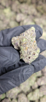 Candy Gelato Exotic Indoor THCA Flower Hybrid, HYBRID, CaliGreenGold