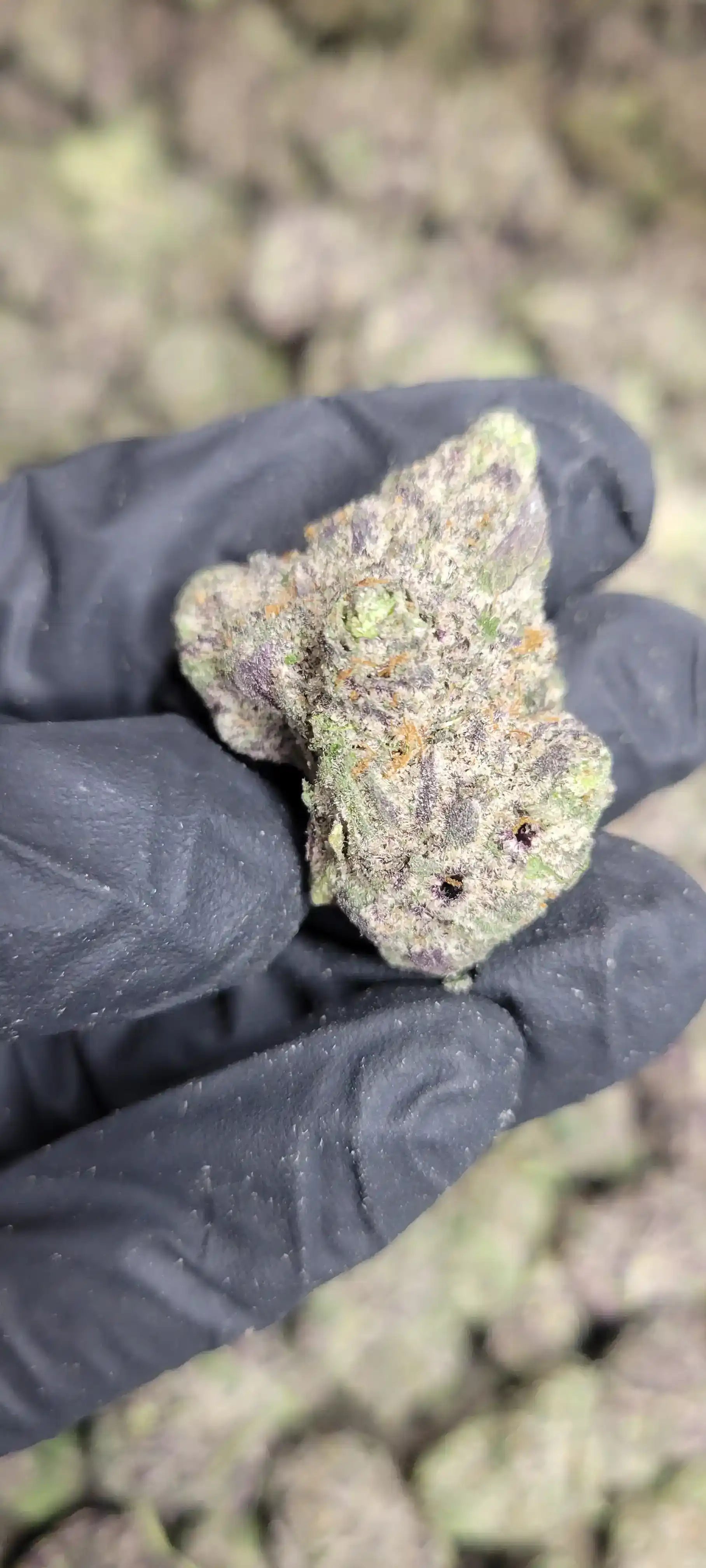 Candy Gelato Exotic Indoor THCA Flower Hybrid, HYBRID, CaliGreenGold