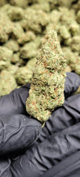 Lilac Diesel High THCA Flower Hybrid, HYBRID, CaliGreenGold